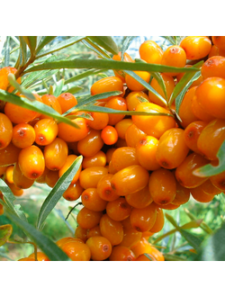 Облепиха  Августина