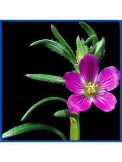 Calandrinia ciliata