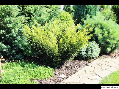 Тис ягодный Элегантиссима - Elegantissima