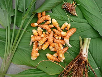 Куркума длинная (Curcuma longa) корень 30 мл - 100% натуральное эфирное масло