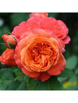 Эмильен Гийо (Emilien Guillot)