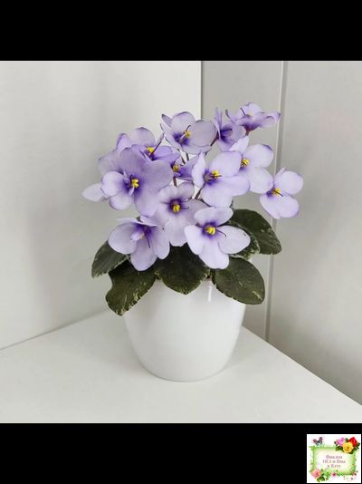 Smitten Kitten (LLG/S.Sorano) 03/22/2008 (9956)