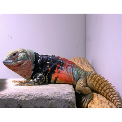 Мексиканская шипохвостая игуана