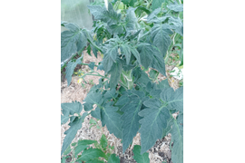 Гном Лава Гондваны удивил сине-зеленой листвой