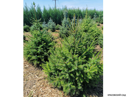 Ель Сербская - Picea Omorika