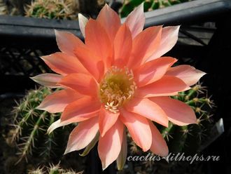 Echinopsis hybrid `Zorka` x Echinopsis hybrid - 5 семян