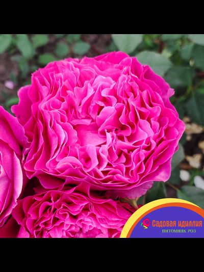 Вентило (Ventilo)