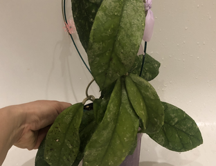 Хойя SP 8845 tomataensis