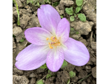 Colchicum Lilac Bedder