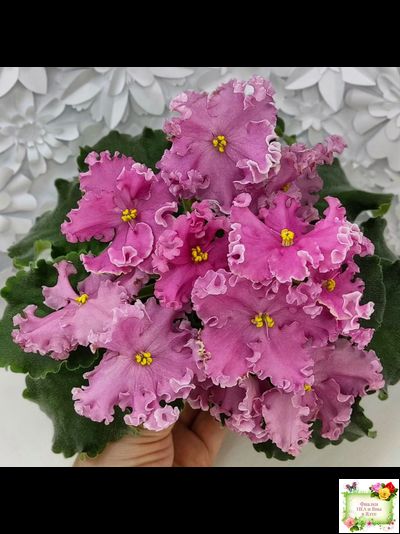 НД-Ливадия (Н. Данилова-Суворова) 2020 г.