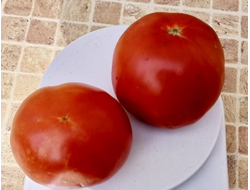 Томат Штамбовый крупноплодный