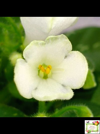 Н-Каламбур (Н. Бердикова) 2016 трейлер