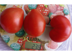 Томат Сладкое сердце Питера (Peter’s sweet heart)