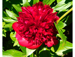 Пион Red Charm (Ред Шарм)