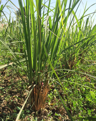 Лемонграсс (Cymbopogon flexuosus) 30 мл - 100% натуральное эфирное масло