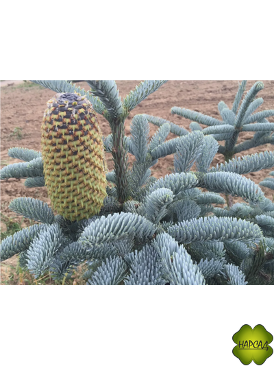 ПИХТА БЛАГОРОДНАЯ "ГЛАУКА" (Abies procera Glauca) (саженец 50 см, вырастает до 3 м)