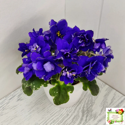 Star Wars (Baker) (пестролистный гёрл)