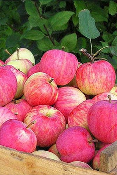 Яблоня Осеннее полосатое (Штрейфлинг) (осен.)