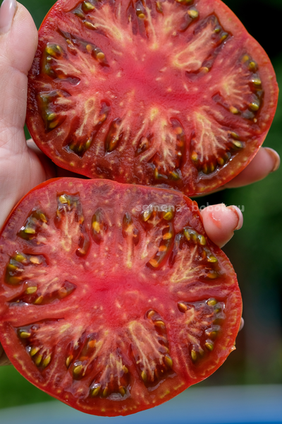 Томат Ярсон 16 (Jarson 16), 10 шт