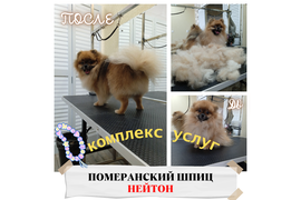 Шпиц НЕЙТОН