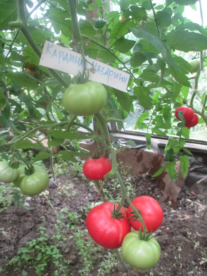 "Кардинал Мазарини"!  Просто  отличный  вкус плодов!  Один из лидеров нашего рейтинга.