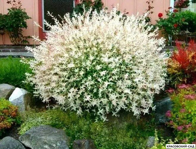 Ива Хакура-Нишики - Hakuro Nishiki