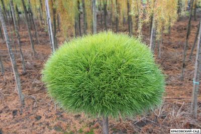 Сосна Мари Брегон - Marie Bregeon