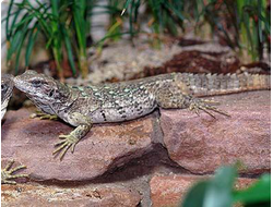 Игуана шипохвостая пятикилевая