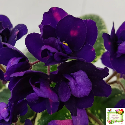 Mac's Smoldering Sapphire (G.McDonald)