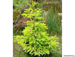 Ель колючая Биалобок - фото в ландшафте - красовский-сад.рф