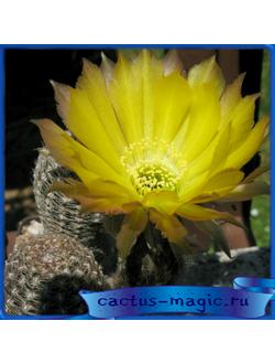 Lobivia densispina v. albolanata WR 585a