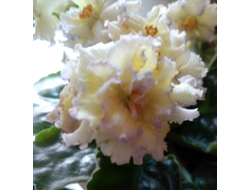 11) ЛЕ- Золото Нибелунгов