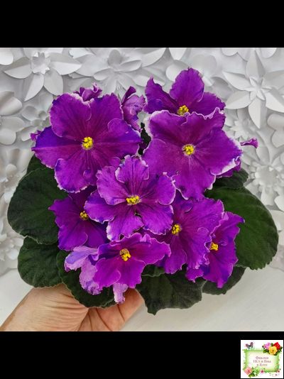 Dn-Cherchez la Femme (Д. Денисенко) 2020 г.