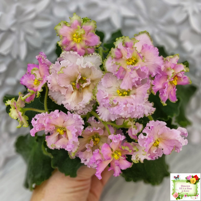 ЕК-Линжери (Е. Коршунова) 2021 г.