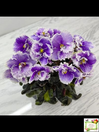 Н-Тет-а-Тет (Н. Бердникова) 2019 г. (лист укоренённый с деткой)