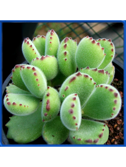 Cotyledon ladismithiensis