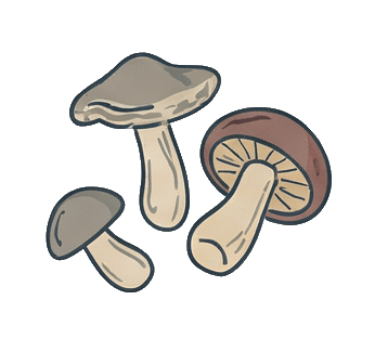 Продукт сушки грибов