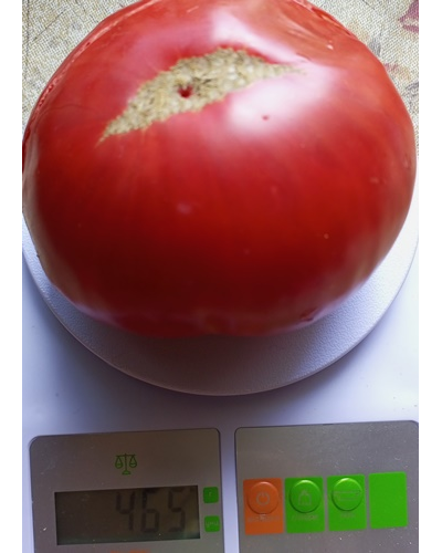 Томат Большой итальянский Миссис Максвелл (Mrs Maxwell’s Big Italian)