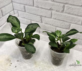 Ficus  diversifolia variegata / фикус дельтовидный вариегатный