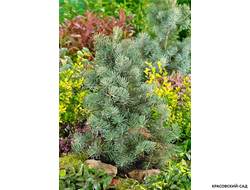 Пихта одноцветная Компакта - фото в ландшафте - красовский-сад.рф