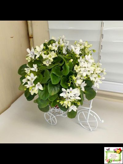 Broadway Star Trail (Селекционер неизвестен) трейлер