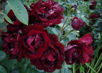 Маликорн (Malicorne (DELrocarm, The Grayson Rose)) Роза. ЗКС