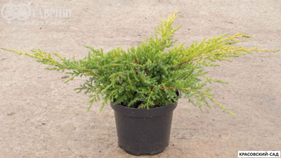 Можжевельник Голд Киссен