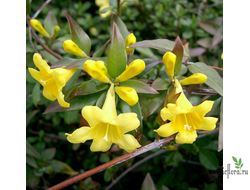 ГЕЛЬЗЕМИУМ КАРОЛИНСКИЙ ЖАСМИН / GELSEMIUM SEMPERVIRENS