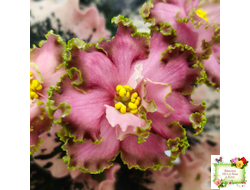 МТ-Пески Времени (М. Тотиева) 2022 г.