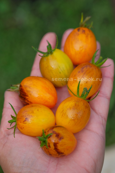 Томат Atomic Sunset (Атомный Закат), 10 шт