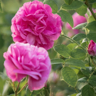 Роза болгарская (Rosa damascena) цветки, Болгария (1 г) - 100% натуральное эфирное масло