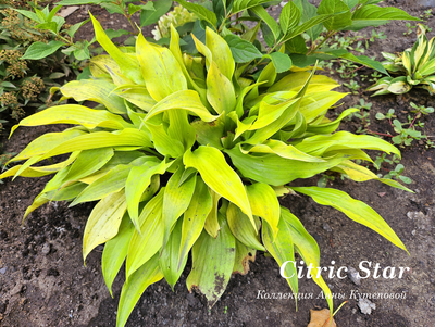 Хоста Citric Star фото