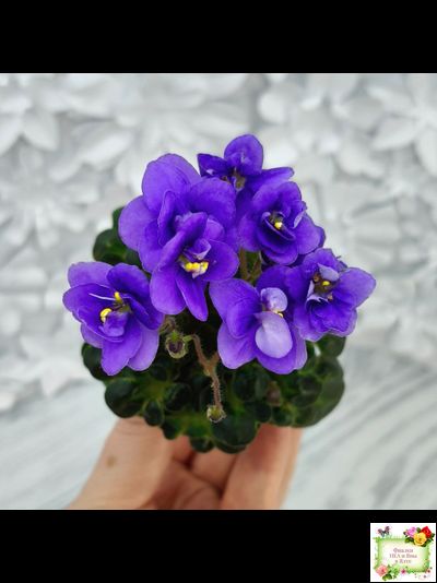 Mac&#039;s Pizza Pizzicato (G. McDonald) 01/31/2008 (гёрл-лист)