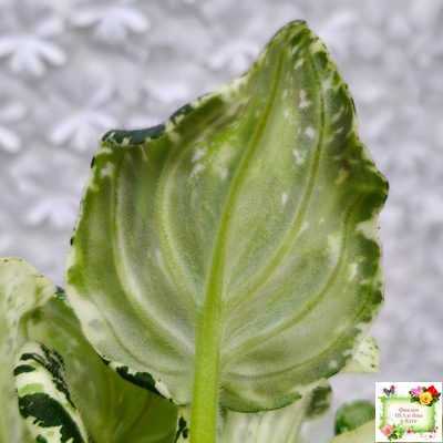 LV-Зюзя (Л. Шевелева) 2025 г. трейлер (клакамас пестролистный)